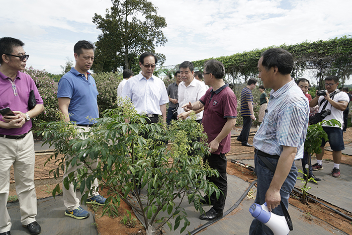 _DSC6029-2018.5.6-7全国政协专题调研组在热科院南亚所国家热带果树种质资源圃调研.jpg