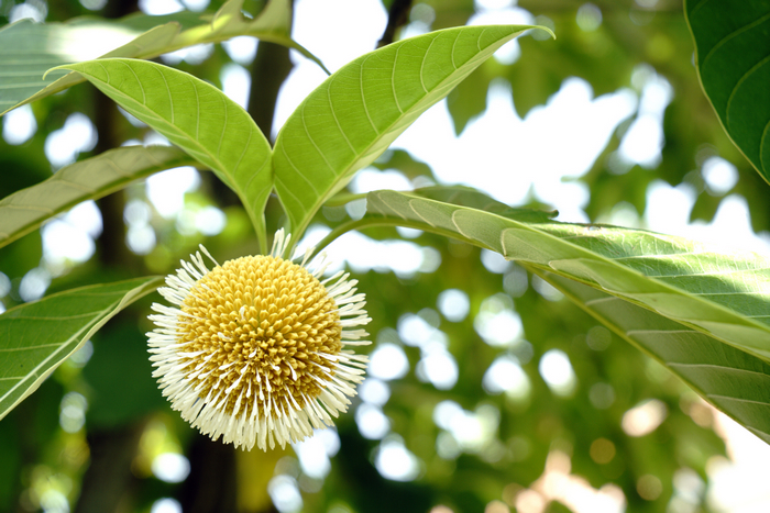 _DSC9920-2018.7.21-7玉露团花，金风破雾。.jpg