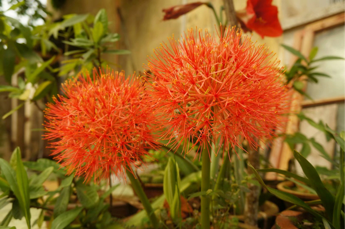 7网球花.jpg