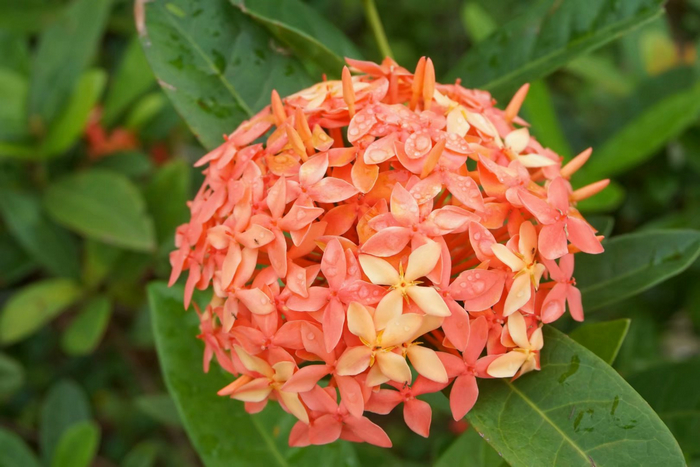 7龙船花.jpg